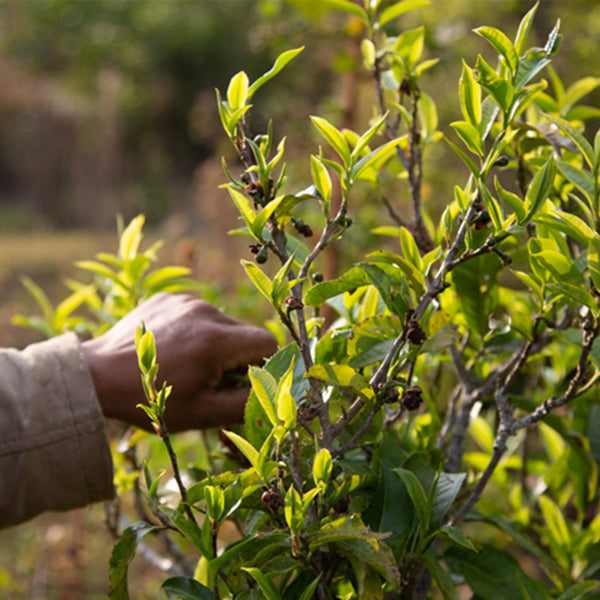Tea Plant (Camellia sinensis) Seeds, 50 Seeds