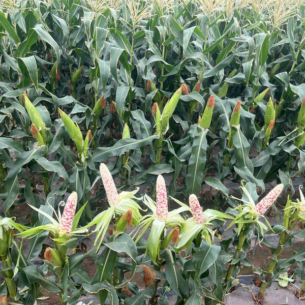 'Huanai 106' Color Sweet Waxy Corn Seeds, 200g