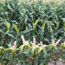 'Huanai 106' Color Sweet Waxy Corn Seeds, 200g