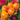 1085 Karba Pearl Tomato, 5 Seeds