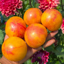 1085 Karba Pearl Tomato, 5 Seeds