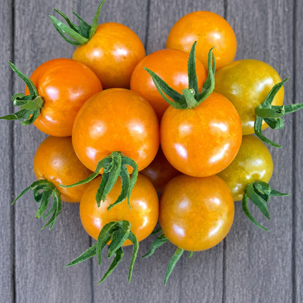 82 Santiam Sunrise Tomato, 5 Seeds