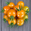 82 Santiam Sunrise Tomato, 5 Seeds
