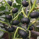 Green Beibei Pumpkin Seeds, 20 Seeds