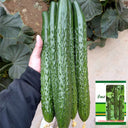 'Holland 35' Cold-Tolerant Cucumber Seeds, 20g