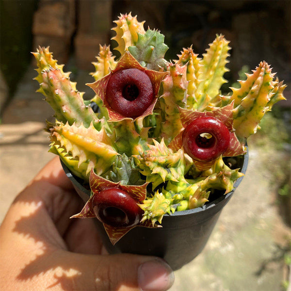 Variegated Huernia zebrina 'Lifesaver', 3-4cm