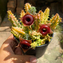 Variegated Huernia zebrina 'Lifesaver', 3-4cm