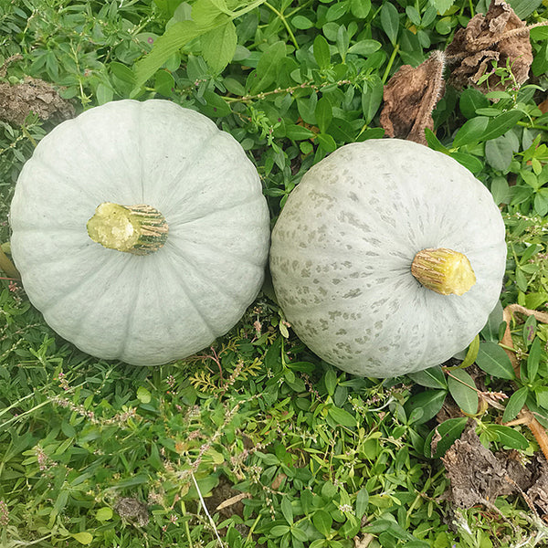 'Jiemei' Silver Chestnut Pumpkin, 10 Seeds
