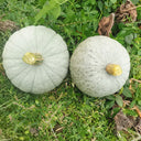 'Jiemei' Silver Chestnut Pumpkin, 10 Seeds