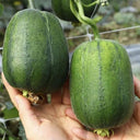 Apple Luffa Seeds, 6 Seeds
