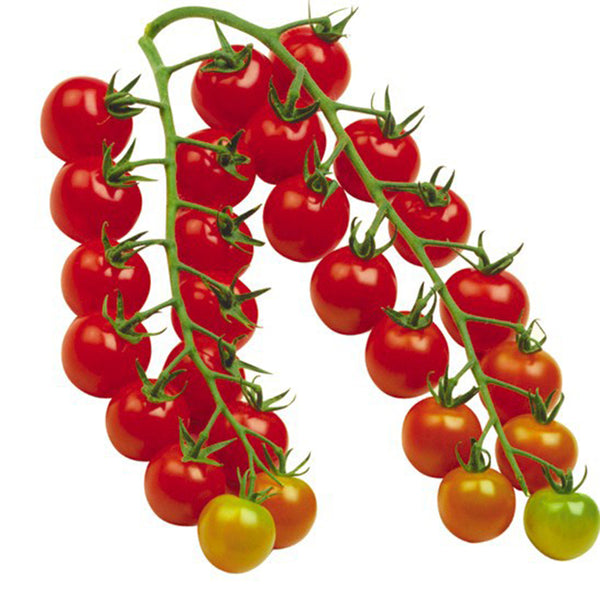 'Waterfall Red Cluster' Cherry Tomato Seeds, 20 Seeds