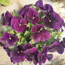 Super Bingo Series Purple Pansy Seeds, 100 Seeds