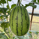 Double-Color Rainbow Watermelon, 20 Seeds
