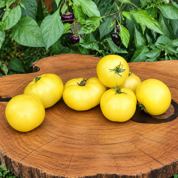 261 Dwarf Pico's Pride Tomato, 5 Seeds