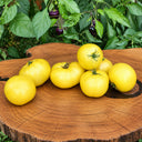 261 Dwarf Pico's Pride Tomato, 5 Seeds