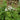 Large-Flowered Ageratum (White), 500 Seeds