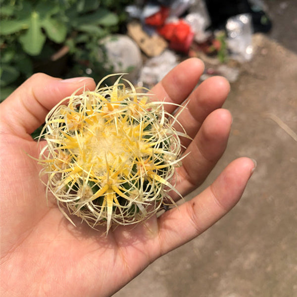 Kroenleinia grusonii 'Intertextus' Live Cactus