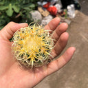 Kroenleinia grusonii 'Intertextus' Live Cactus