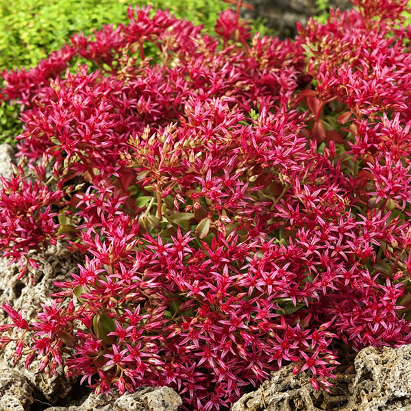 'Summer Glory' Stonecrop, 20 Seeds