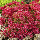 'Summer Glory' Stonecrop, 20 Seeds