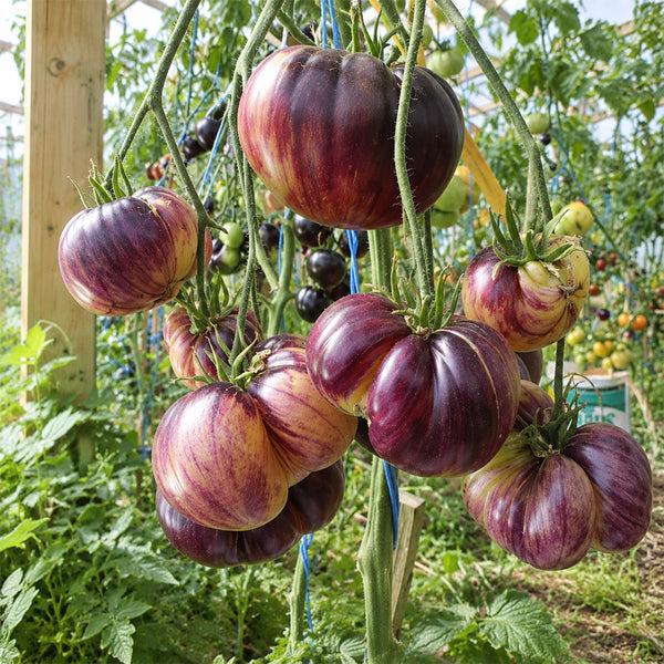 87 Sart Roloise Tomato, 5 Seeds