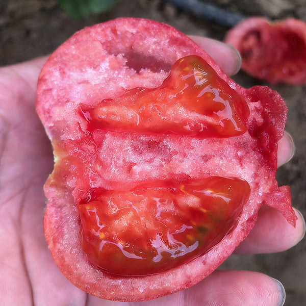 Super Sweet Pink Beauty Tomato, 20 Seeds