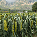 Jugu 36 Foxtail Millet Seeds, 150g
