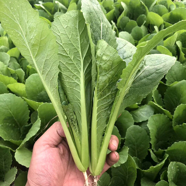 Emerald Green Baby Bok Choy Seeds, 5 × 10g Bags