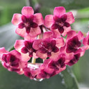 Hoya lukaensis, 5 Cuttings