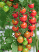 ‘Millennium’ Cherry Tomato Seeds, 200 Seeds