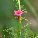 Pink Cypress Vine, 5 Seeds
