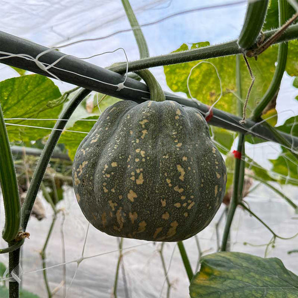 Prolific Fragrant Pumpkin Seeds, 10 Seeds