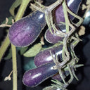 Black Key Tomato, 20 Seeds