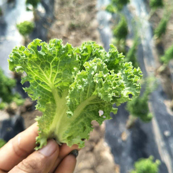 Xishuai Lollo Bionda Lettuce Seeds, 2g