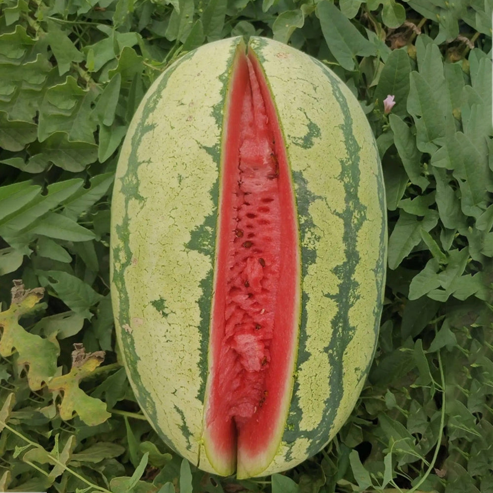 'Idler King' Watermelon Seeds