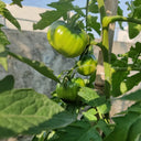 Cherokee Purple Tomato, 10 Seeds