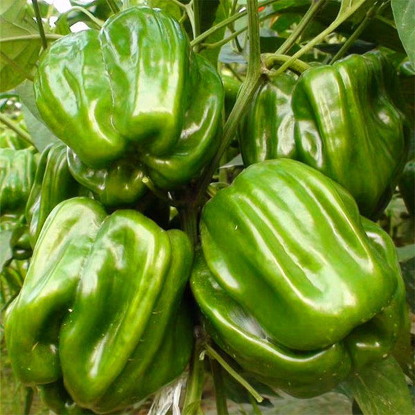 Spicy Chili Pepper Seeds, 1000 Seeds