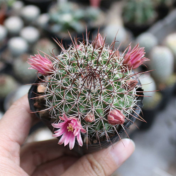 Mammillaria tayloriorum, 3-4cm