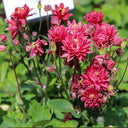 Hezhichun Aquilegia 'Barlow' Seeds, 1g