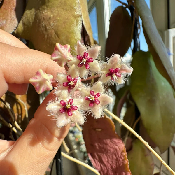Hoya caudata 'Big Green Leaf', 1 Cutting