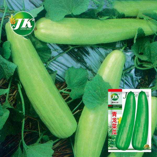 Qinglong Cucumber Seeds