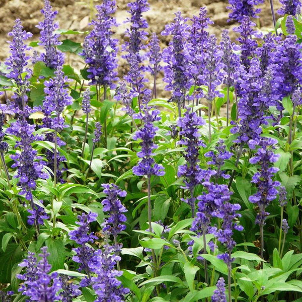 Hezhichun Blue Sage Seeds, 1g
