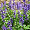 Hezhichun Blue Sage Seeds, 1g