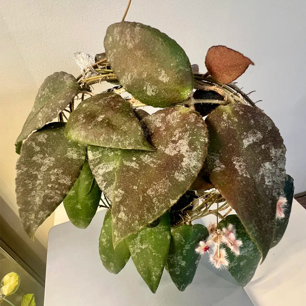 Hoya caudata, 1 Cutting