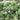 Green Phoenix F1 Giant Watermelon, 20 Seeds