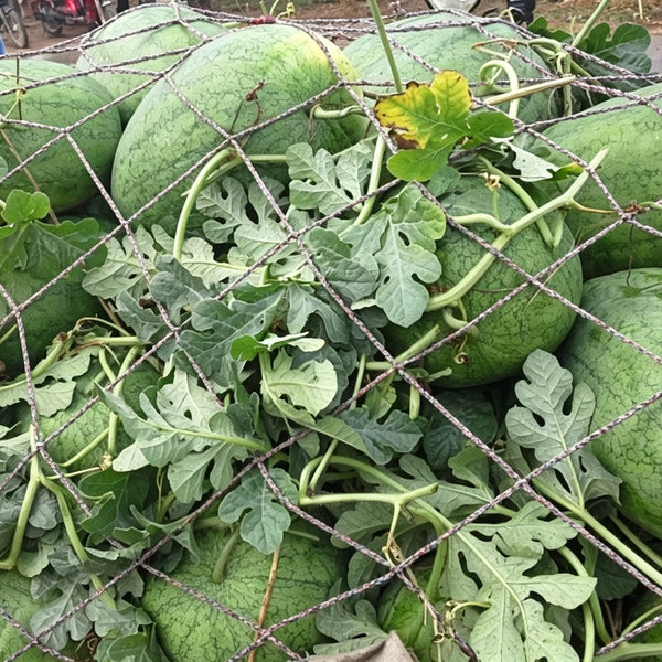 Green Phoenix F1 Giant Watermelon, 20 Seeds