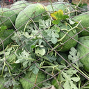 Green Phoenix F1 Giant Watermelon, 20 Seeds
