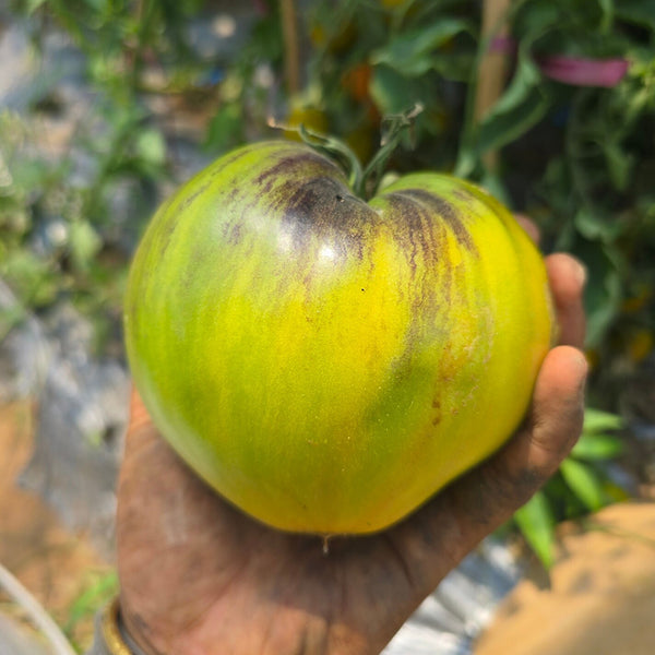 957 Sophia Green Heart Tomato, 5 Seeds