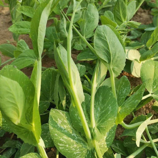 Jiemei Beardless Pea Shoots Seeds, 25g