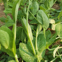Jiemei Beardless Pea Shoots Seeds, 25g